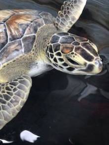 Sea Turtle Sea Turtle